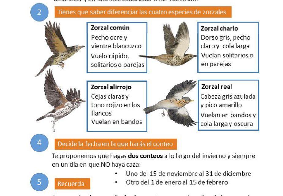 Arranca una nueva campaña de migratorias invernantes en el Observatorio Cinegético